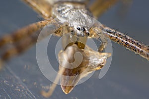 Wasp spider while eating