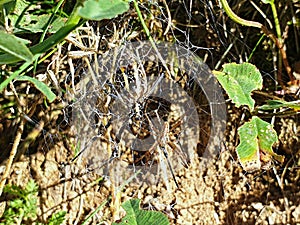 The wasp spider female and male in the same web