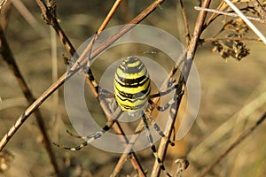 Wasp spider in the garden, closeup