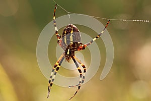 Wasp spider hanging from web