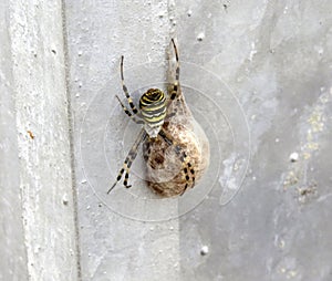 Wasp spider and its egg-laying