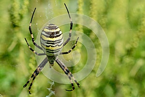 Wasp spider and its web