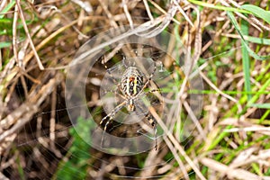 Wasp spider and its web