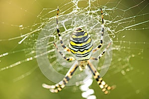 Wasp spider in its web