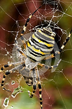Wasp spider