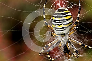 Wasp spider