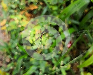 Wasp spider, an Orb-weaver exotic arachnid over a stunning colorful background