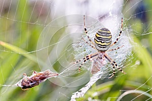 Wasp spider with prey