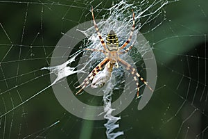 Wasp spider and prey on web in close up