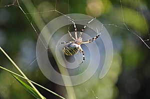 Wasp spider in private garden, make your contribution against species extinction