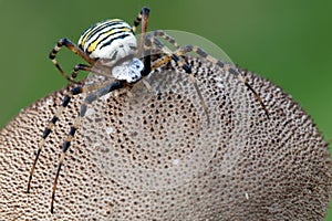 Wasp spider on the puffball mushroom