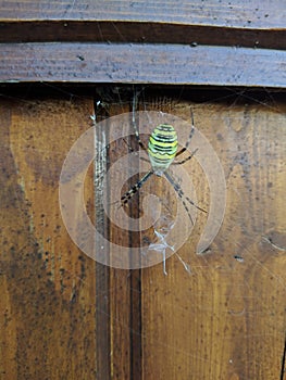 Wasp spider It's beautiful