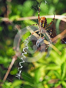 Wasp spider and it`s prey in the spider`s web