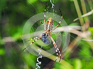 Wasp spider and it`s prey in the spider`s web