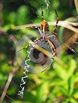 Wasp spider and it`s prey in the spider`s web