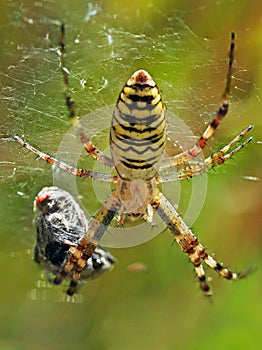 Wasp spider and it`s prey in the spider`s web