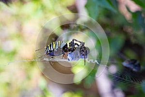 Wasp spider and silk wrapped prey