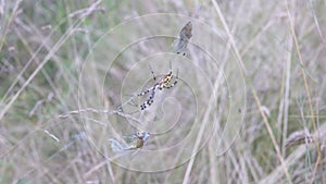 Wasp Spider Sits in a Web with a Caught Dragonfly and Fly. Slow motion. Close up