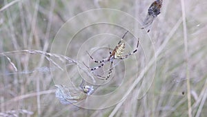 Wasp Spider Sits in a Web with a Caught Dragonfly and a Fly. Zoom. Slow motion