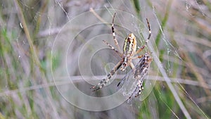 Wasp Spider Sits in a Web with a Caught a Fly. Zoom. Close up. Slow motion