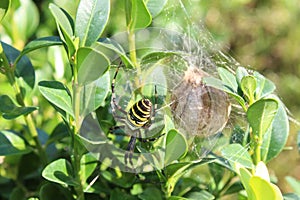 Wasp spider with spider egg