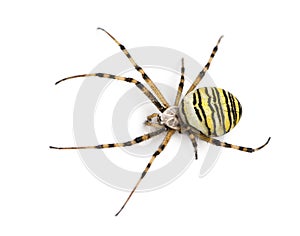 Wasp spider viewed from up high, Argiope bruennichi, isolated