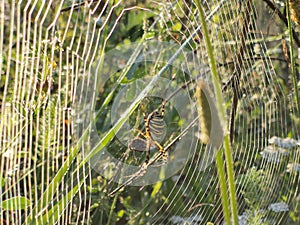 Wasp spider in the spider web in the nature.
