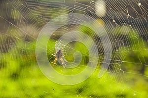 Wasp spider on the web, top view