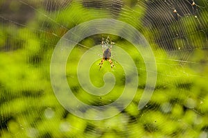 Wasp spider on the web, top view