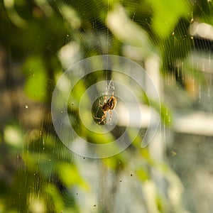 Wasp spider on the web, top view