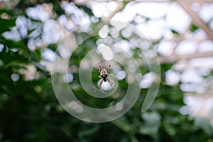 Wasp spider on the web, top view
