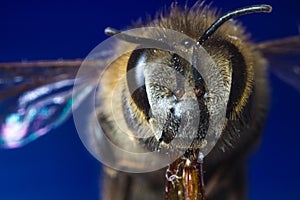 Wasp sting macro photo