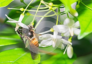 Wasp sucking nectar from a white flower on out of focus background photo