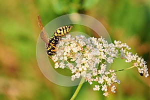 Wasp sucks nectar from small flowers