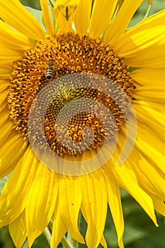 Wasp on sunflower close-up