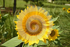 Wasp on a sunflower