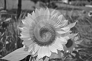 Wasp on a sunflower