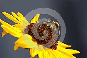 Wasp on a sunflower
