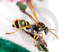 Wasp on tablecloth