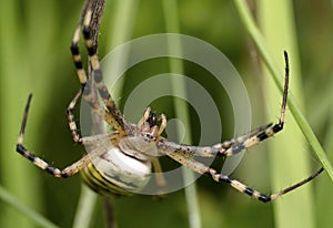Wasp-Tiger Spider