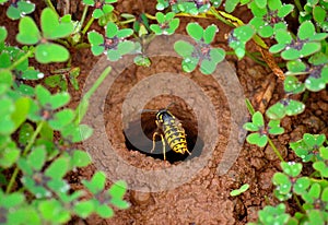 Wasp about to enter in the underground nest