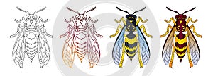 Wasp top view hand drawn illustrations set