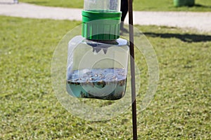 Wasp Trap