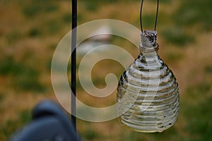 Wasp Trap - Close Up