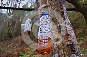 Wasp trap in plastic bottle