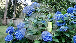 Wasp trap sitting with hydrangias blooming in yard