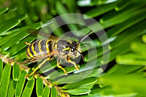 Wasp on a twig makro closeup