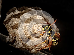 A wasp is a type of flying insect photo