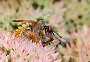 Wasp attacking bee.