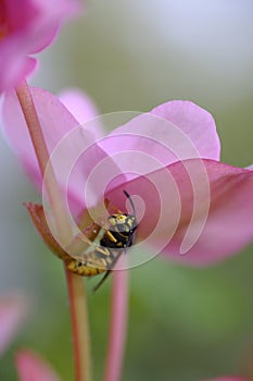 Wasp under a pink flower on a blurred background